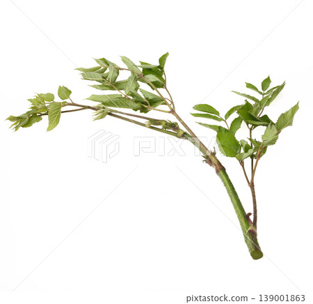 Japanese angelica tree (Yama-udo) - Studio Photography Japanese angelica tree (Yama-udo) - Studio Photography 139001863