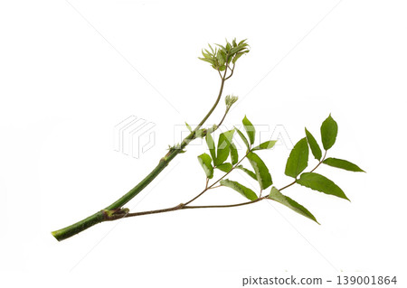 Japanese angelica tree (Yama-udo) - Studio Photography Japanese angelica tree (Yama-udo) - Studio Photography 139001864