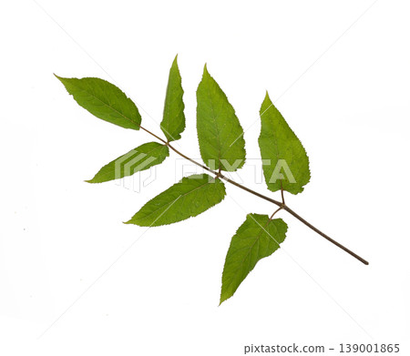 Japanese angelica tree (Yama-udo) - Studio Photography Japanese angelica tree (Yama-udo) - Studio Photography 139001865