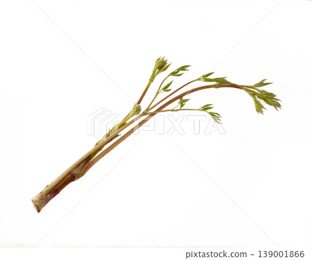 Japanese angelica tree (Yama-udo) - Studio Photography Japanese angelica tree (Yama-udo) - Studio Photography 139001866