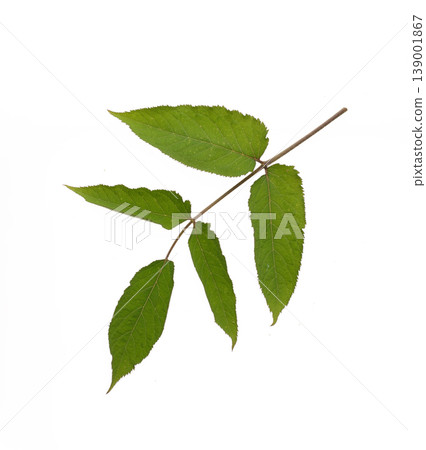 Japanese angelica tree (Yama-udo) - Studio Photography Japanese angelica tree (Yama-udo) - Studio Photography 139001867
