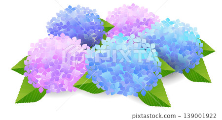 Beautiful, colorful hydrangea flowers that bloom in summer 139001922