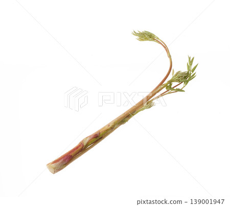 Japanese angelica tree (Yama-udo) - Studio Photography Japanese angelica tree (Yama-udo) - Studio Photography 139001947