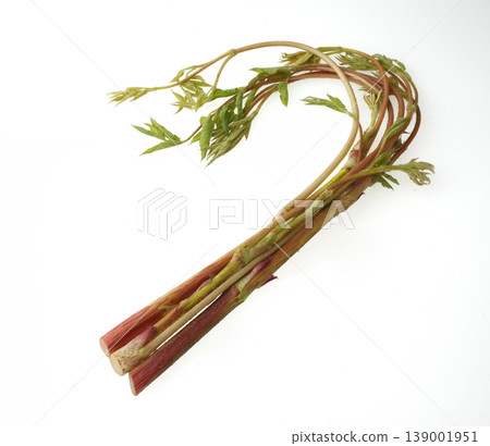 Japanese angelica tree (Yama-udo) - Studio Photography 139001951