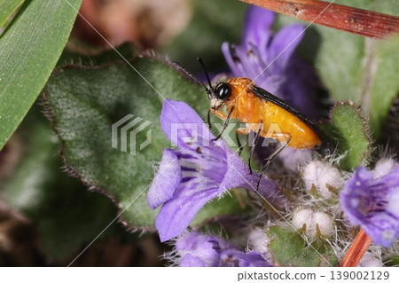 生物，昆蟲：*Veronica polifolia*，一種體長約5-8毫米的小型葉蜂。其顯著特徵之一是整個後腿脛節呈現黑色。 139002129