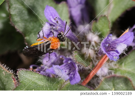 生物，昆蟲：一隻婆婆納葉蜂停在匍匐筋骨草（Ajuga decumbens）的花朵上。顯然，這種昆蟲的幼蟲以車前科婆婆納屬植物為食。 139002189