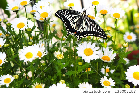 Swallowtail butterfly sucking flower nectar Swallowtail butterfly sucking flower nectar 139002198