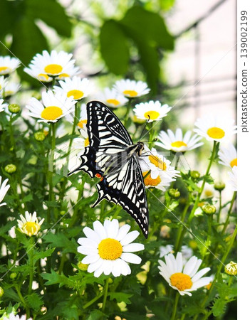 Swallowtail butterfly sucking flower nectar Swallowtail butterfly sucking flower nectar 139002199