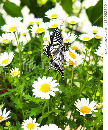 Swallowtail butterfly sucking flower nectar Swallowtail butterfly sucking flower nectar 139002200