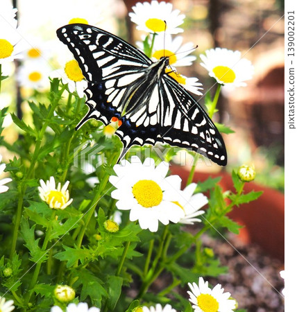 Swallowtail butterfly sucking flower nectar Swallowtail butterfly sucking flower nectar 139002201