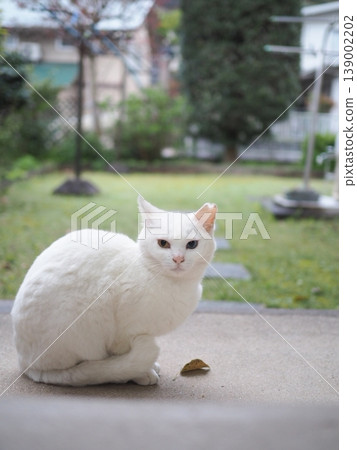 A white cat looking up 139002202