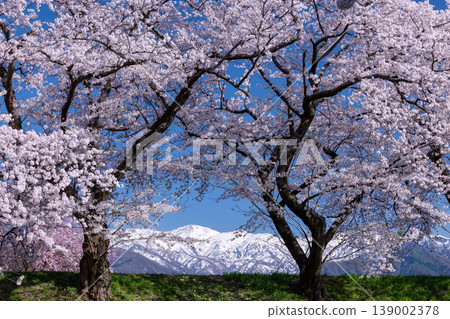 Cherry blossoms along the Asahi Funakawa River and the snow-capped Alps 139002378