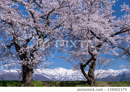 朝日船川沿岸的染井吉野櫻花樹和白雪皚皚的山峰 139002379