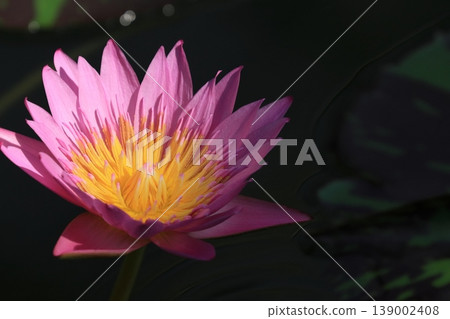 Water lily flower tropical water lily Water lily flower tropical water lily 139002408