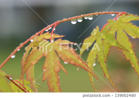 Leaves wet with water droplets Leaves wet with morning dew Leaves wet with water droplets Leaves wet with morning dew 139002480