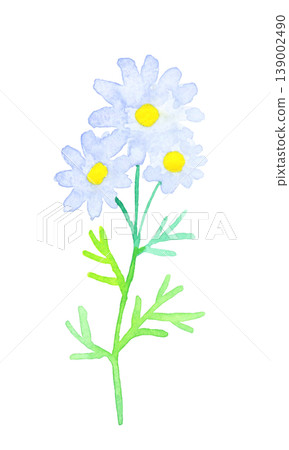 Stylish white and yellow flowers - hand-drawn watercolor illustration of plants 139002490