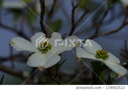 gift from america 139002522