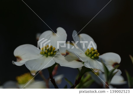 gift from america 139002523