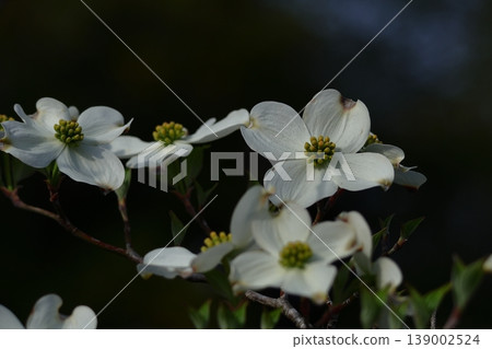 gift from america 139002524