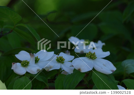 gift from america 139002528