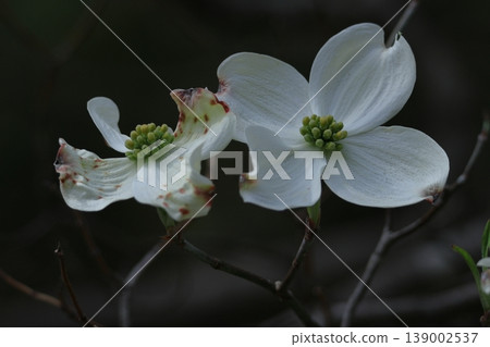 gift from america 139002537