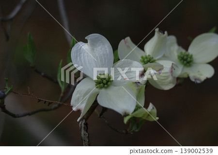 gift from america 139002539