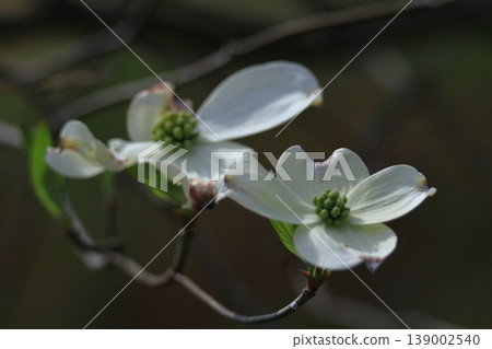 gift from america 139002540