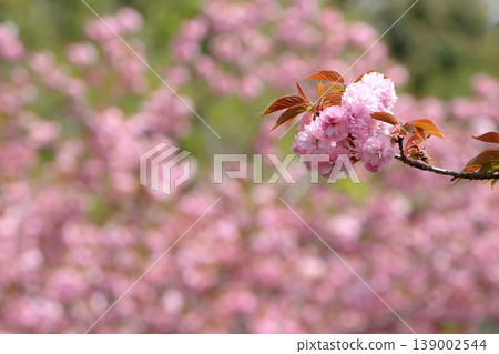 美麗的重瓣櫻花 美麗的重瓣櫻花 139002544