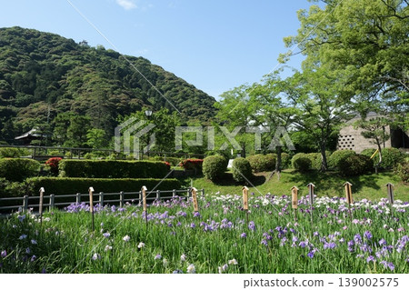 Kikko Iris Garden in Iwakuni Kikko Iris Garden in Iwakuni 139002575