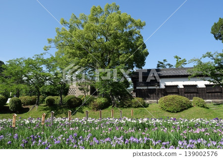 岩國市的菊花花園 139002576