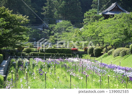 Kikko Iris Garden in Iwakuni Kikko Iris Garden in Iwakuni 139002585