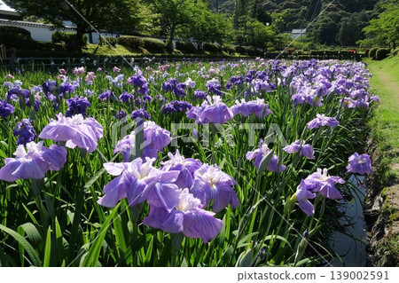 岩國市的菊花花園 岩國市的菊花花園 139002591