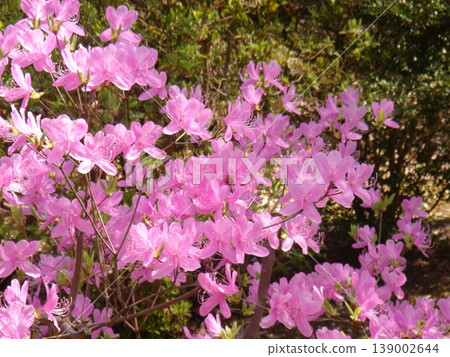 Small-leaved azaleas blooming in the forest 139002644