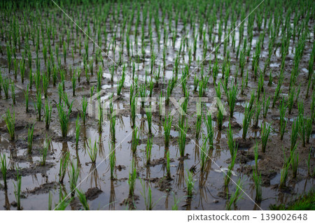Close Up of Rice Plants Growing in Wet Paddy Field Close Up of Rice Plants Growing in Wet Paddy Field 139002648