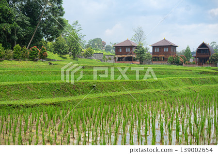 Sunny Day View of Lush Rice Paddy with Blue Sky Background Sunny Day View of Lush Rice Paddy with Blue Sky Background 139002654