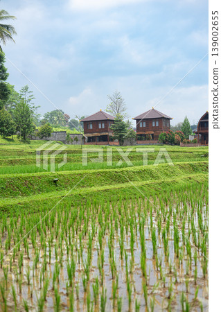 Agricultural Landscape of Rice Fields with Bright Sky Agricultural Landscape of Rice Fields with Bright Sky 139002655
