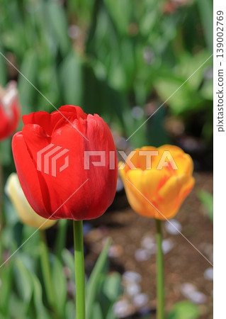 Colorful red, white and yellow Colorful red, white and yellow 139002769