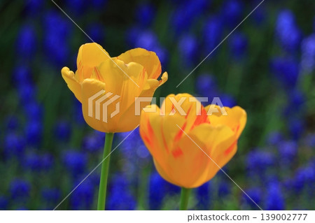 Colorful red, white and yellow Colorful red, white and yellow 139002777