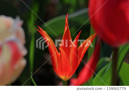 Colorful red, white and yellow Colorful red, white and yellow 139002779