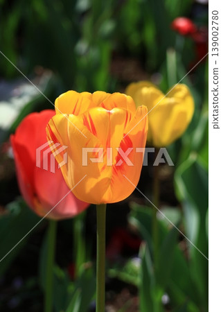 Colorful red, white and yellow Colorful red, white and yellow 139002780