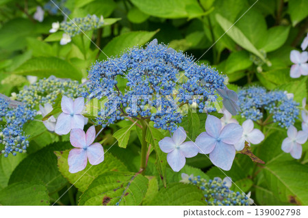 Hydrangea at Yoshika Park Hydrangea at Yoshika Park 139002798