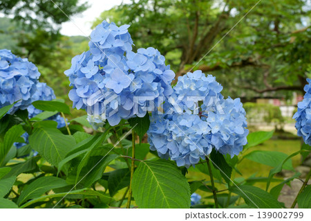 Hydrangea at Yoshika Park Hydrangea at Yoshika Park 139002799