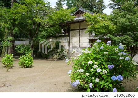 Hydrangea at Yoshika Park Hydrangea at Yoshika Park 139002800
