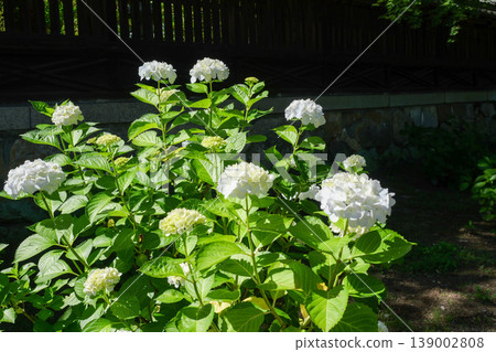 Hydrangea at Yoshika Park Hydrangea at Yoshika Park 139002808