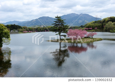 Double cherry blossoms on the floating island of Hinogawa Dam and the surrounding mountain scenery Double cherry blossoms on the floating island of Hinogawa Dam and the surrounding mountain scenery 139002832
