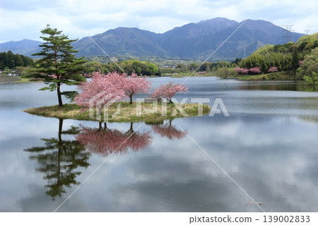 日之川水壩浮島上的重瓣櫻花和周圍山景 日之川水壩浮島上的重瓣櫻花和周圍山景 139002833