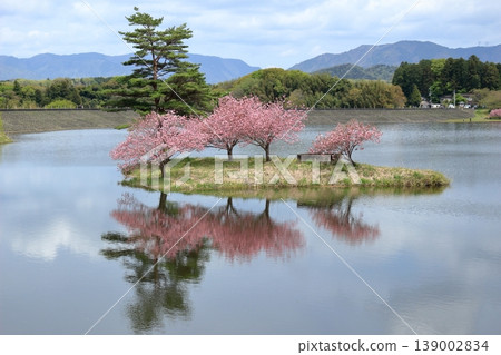 Double cherry blossoms on the floating island of Hinogawa Dam and the surrounding mountain scenery 139002834