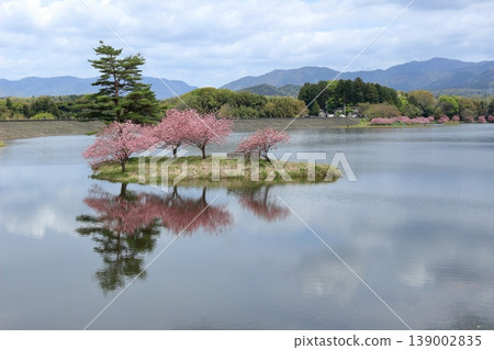 日之川水壩浮島上的重瓣櫻花和周圍山景 日之川水壩浮島上的重瓣櫻花和周圍山景 139002835