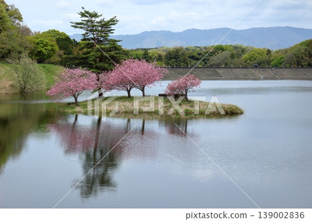 日之川水壩浮島上的重瓣櫻花和周圍山景 139002836