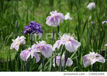 Shiroyama Iris Garden in Iwakuni Shiroyama Iris Garden in Iwakuni 139002866